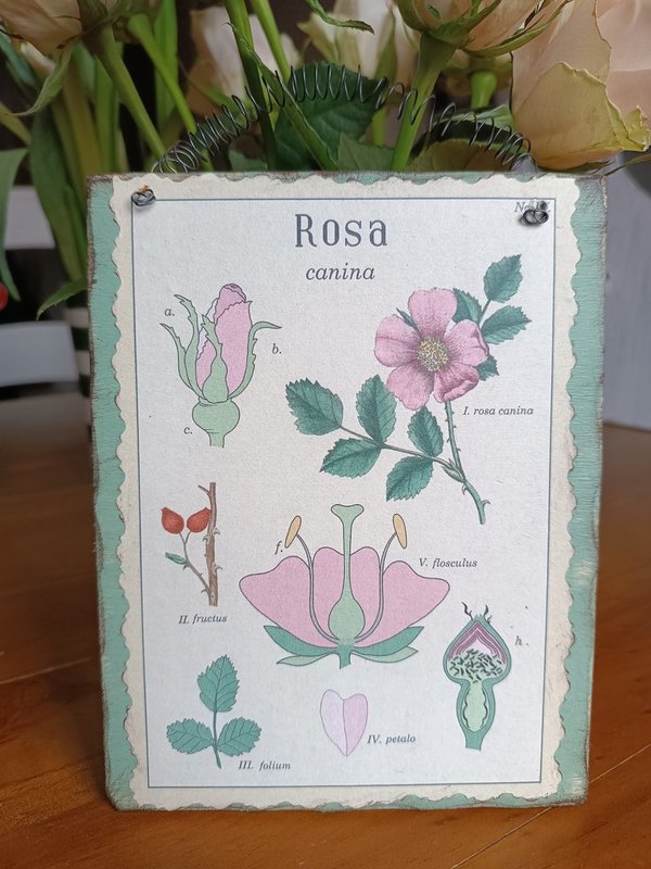 Holzbild WildRose Botanische Zeichnung creme/salbeigrün Vintage Style