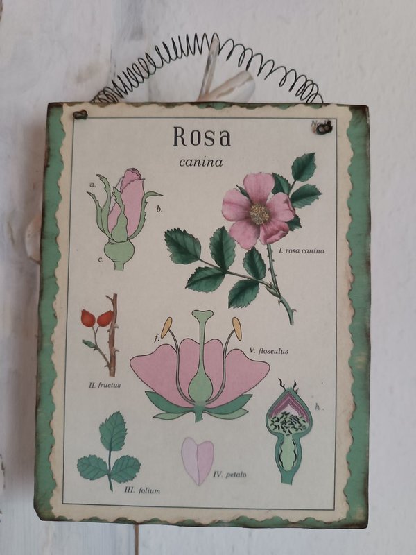 Holzbild WildRose Botanische Zeichnung creme/salbeigrün Vintage Style